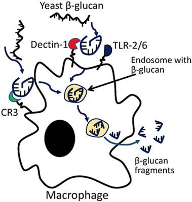 Optimizing Tumor Microenvironment for Cancer Immunotherapy: β-Glucan-Based Nanoparticles